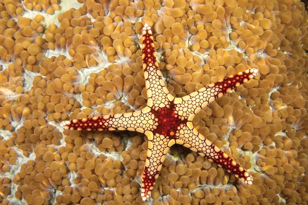 David Fleetham: A Necklace Sea Star, Fromia Monilis, On Coral Polyps, Yap, Micronesia by David Fleetham