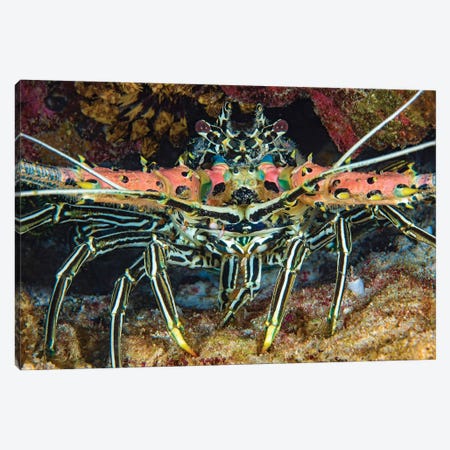 A Painted Spiny Lobster, Panulirus Versicolor, Also Referred To As A Painted Crayfish, Philippines Canvas Print #DFH92} by David Fleetham Canvas Art