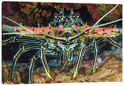 A Painted Spiny Lobster, Panulirus Versicolor, Also Referred To As A Painted Crayfish, Philippines Canvas Art Print - David Fleetham