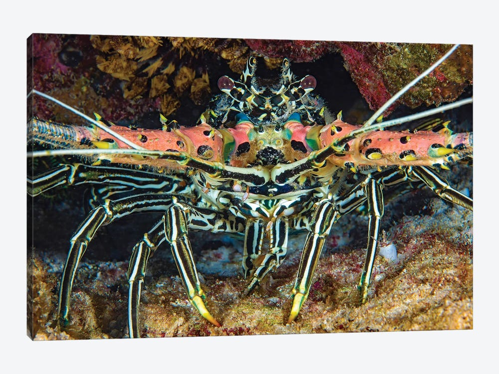 A Painted Spiny Lobster, Panulirus Versicolor, Also Referred To As A Painted Crayfish, Philippines by David Fleetham 1-piece Canvas Art Print