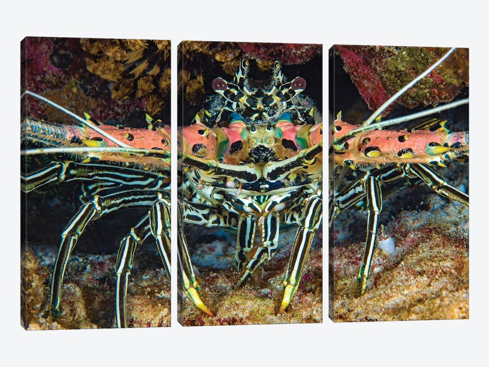 A Painted Spiny Lobster, Panulirus Versicolor, Also Referred To As A Painted Crayfish, Philippines by David Fleetham 3-piece Art Print
