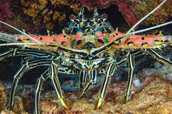 David Fleetham: A Painted Spiny Lobster, Panulirus Versicolor, Also Referred To As A Painted Crayfish, Philippines by David Fleetham