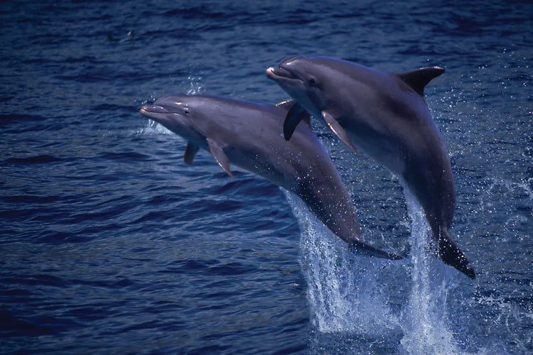 A Pair Of Atlantic Bottlenose Dolphin, Tursiops Truncatus, Jumping Out Of The Water In Hawaii