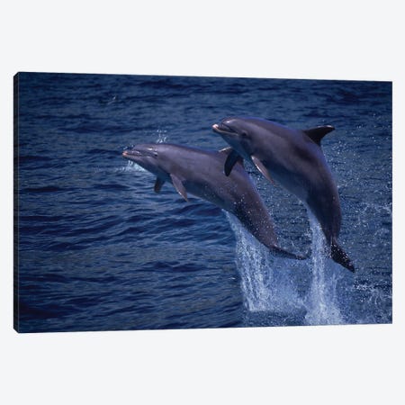 A Pair Of Atlantic Bottlenose Dolphin, Tursiops Truncatus, Jumping Out Of The Water In Hawaii Canvas Print #DFH93} by David Fleetham Canvas Wall Art