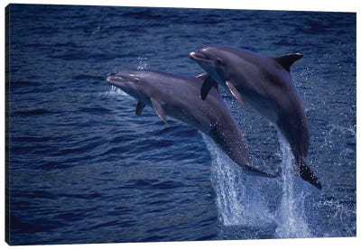 A Pair Of Atlantic Bottlenose Dolphin, Tursiops Truncatus, Jumping Out Of The Water In Hawaii Canvas Art Print - Dolphin Art