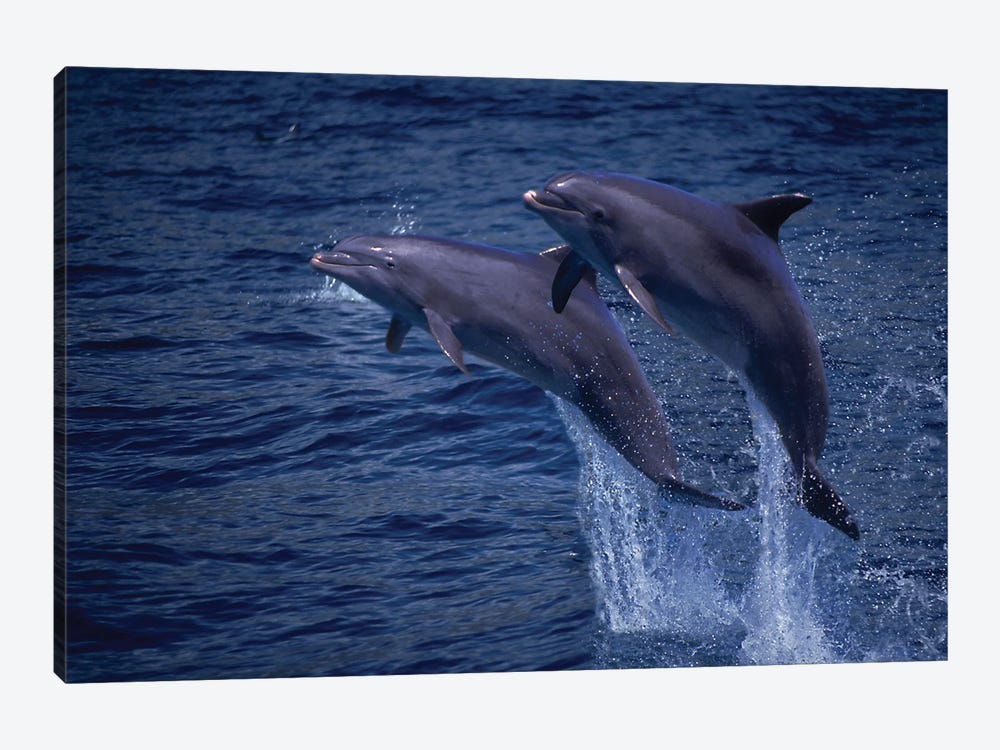 A Pair Of Atlantic Bottlenose Dolphin, Tursiops Truncatus, Jumping Out Of The Water In Hawaii by David Fleetham 1-piece Canvas Wall Art