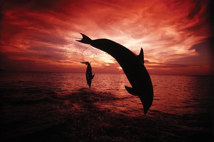 A Pair Of Atlantic Bottlenose Dolphins, Tursiops Truncatus, Leap Into A Caribbean Sunset, Roatan, Honduras I