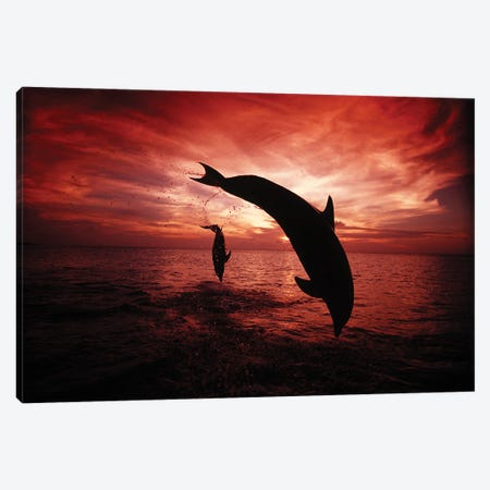 A Pair Of Atlantic Bottlenose Dolphins, Tursiops Truncatus, Leap Into A Caribbean Sunset, Roatan, Honduras I Canvas Print #DFH94} by David Fleetham Canvas Print