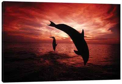 A Pair Of Atlantic Bottlenose Dolphins, Tursiops Truncatus, Leap Into A Caribbean Sunset, Roatan, Honduras I Canvas Art Print - Honduras