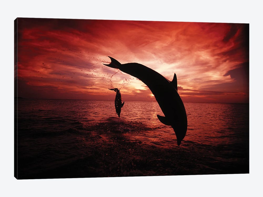 A Pair Of Atlantic Bottlenose Dolphins, Tursiops Truncatus, Leap Into A Caribbean Sunset, Roatan, Honduras I by David Fleetham 1-piece Art Print