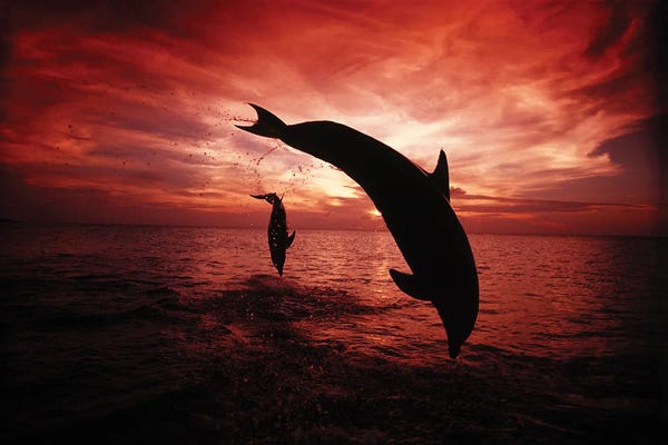 A Pair Of Atlantic Bottlenose Dolphins, Tursiops Truncatus, Leap Into A Caribbean Sunset, Roatan, Honduras I