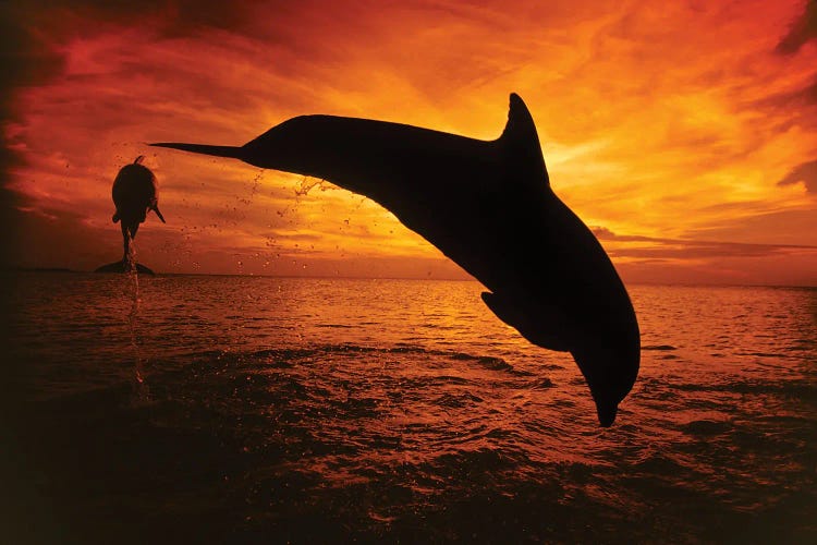 A Pair Of Atlantic Bottlenose Dolphins, Tursiops Truncatus, Leap Into A Caribbean Sunset, Roatan, Honduras II