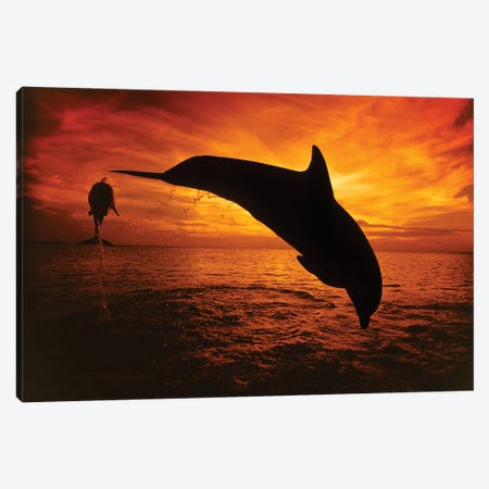 A Pair Of Atlantic Bottlenose Dolphins, Tursiops Truncatus, Leap Into A Caribbean Sunset, Roatan, Honduras II Canvas Print #DFH95} by David Fleetham Canvas Print