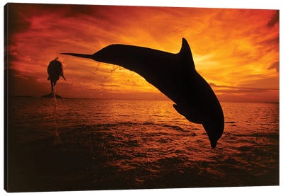 A Pair Of Atlantic Bottlenose Dolphins, Tursiops Truncatus, Leap Into A Caribbean Sunset, Roatan, Honduras II Canvas Art Print - Dolphin Art