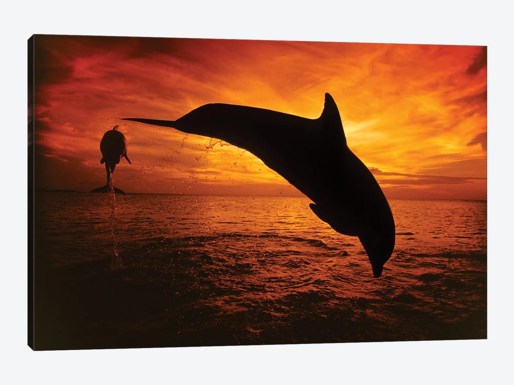A Pair Of Atlantic Bottlenose Dolphins, Tursiops Truncatus, Leap Into A Caribbean Sunset, Roatan, Honduras II by David Fleetham 1-piece Canvas Artwork
