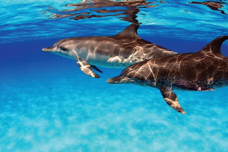 A Pair Of Atlantic Spotted Dolphins, Stenella Plagiodon, In The Bahamas