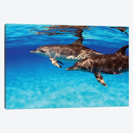 A Pair Of Atlantic Spotted Dolphins, Stenella Plagiodon, In The Bahamas Canvas Print #DFH96} by David Fleetham Canvas Print