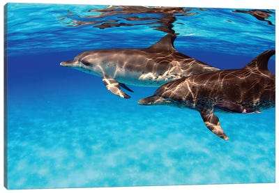 A Pair Of Atlantic Spotted Dolphins, Stenella Plagiodon, In The Bahamas Canvas Art Print - David Fleetham