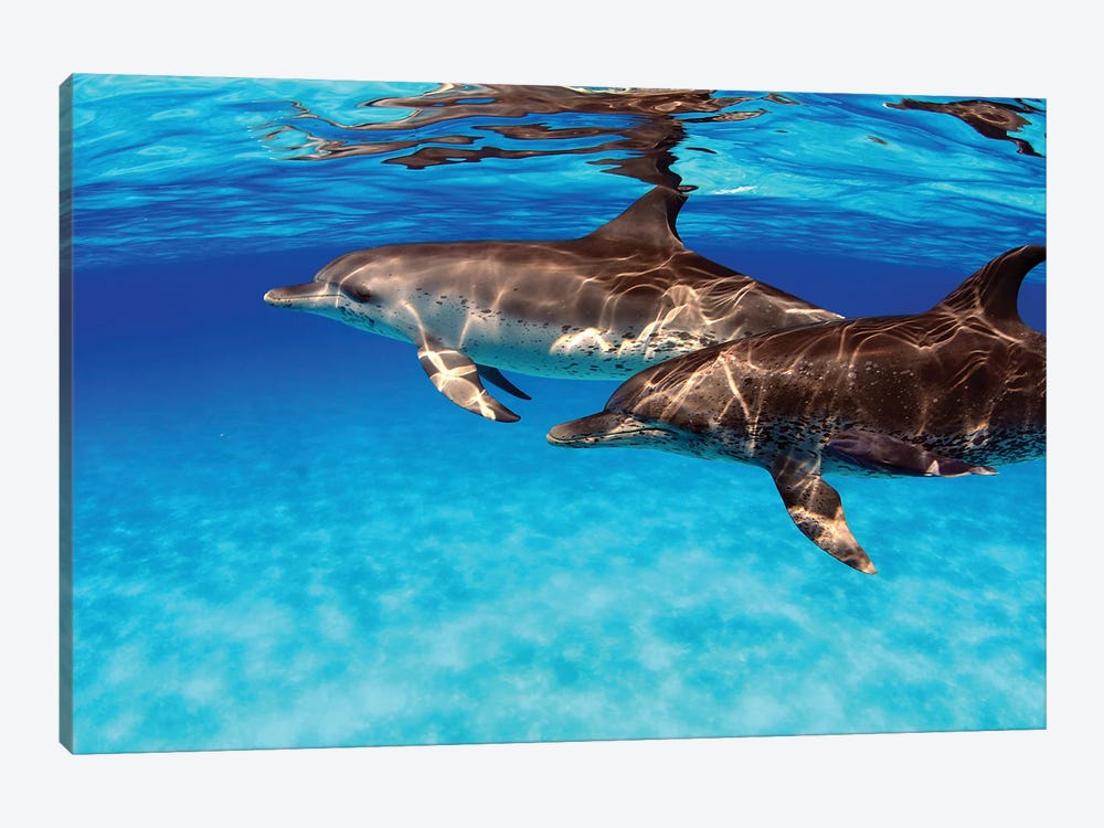 A Pair Of Atlantic Spotted Dolphins, Stenella Plagiodon, In The Bahamas by David Fleetham 1-piece Canvas Print