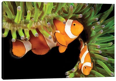 A Pair Of Clown Anemonefish, Amphiprion Percula, In Anemone, Heteractis Magnifica, Philippines Canvas Art Print - Clown Fish Art