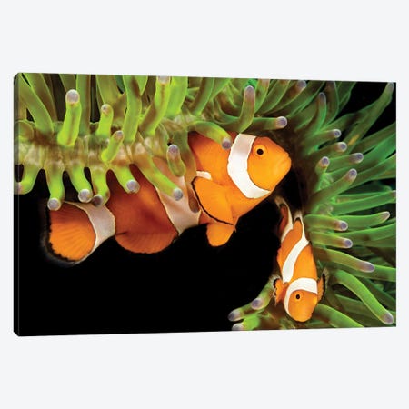 A Pair Of Clown Anemonefish, Amphiprion Percula, In Anemone, Heteractis Magnifica, Philippines Canvas Print #DFH97} by David Fleetham Canvas Print