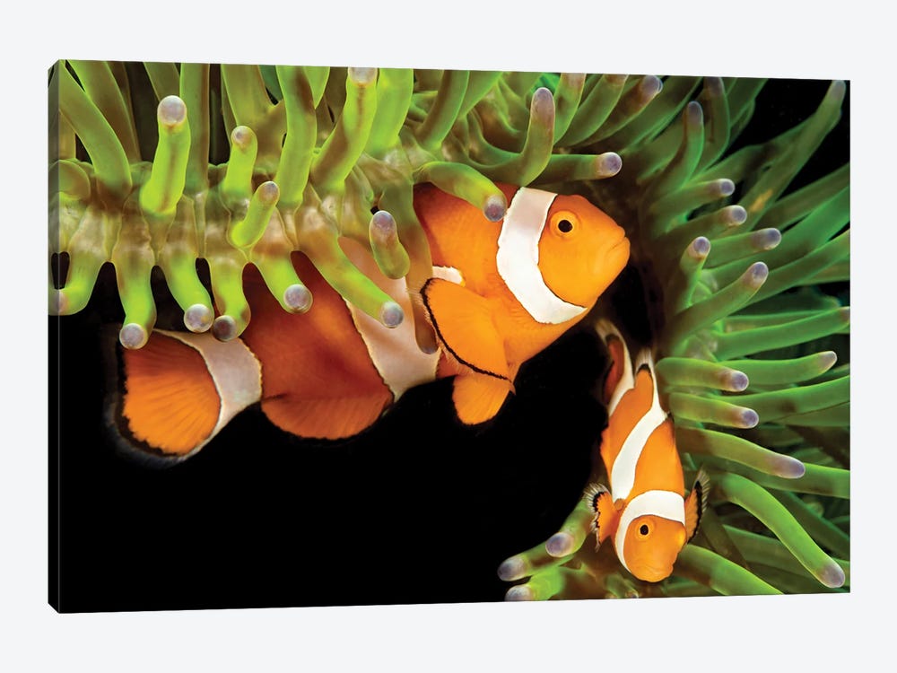 A Pair Of Clown Anemonefish, Amphiprion Percula, In Anemone, Heteractis Magnifica, Philippines by David Fleetham 1-piece Canvas Wall Art