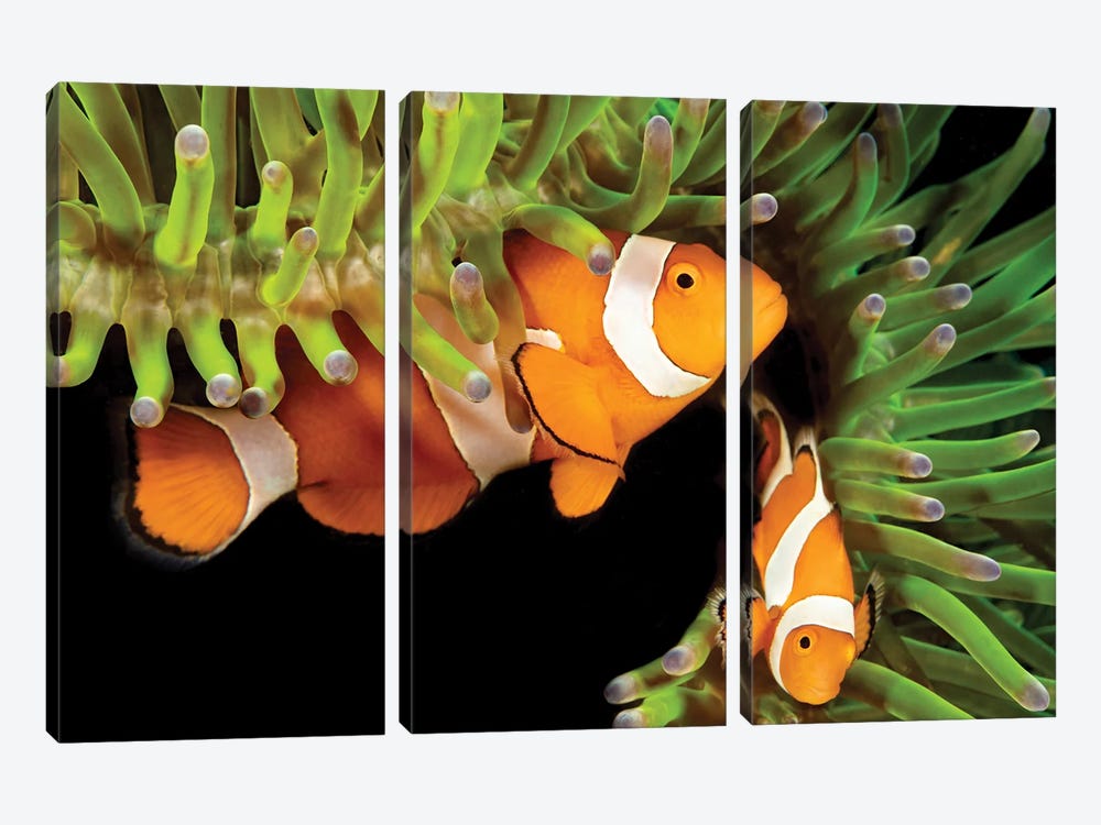 A Pair Of Clown Anemonefish, Amphiprion Percula, In Anemone, Heteractis Magnifica, Philippines by David Fleetham 3-piece Canvas Art