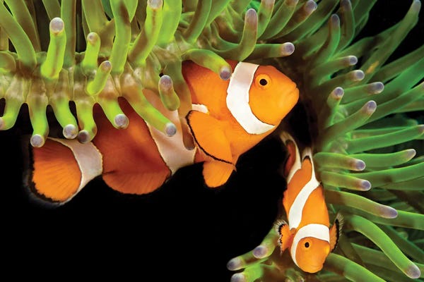 Philippines: A Pair Of Clown Anemonefish, Amphiprion Percula, In Anemone, Heteractis Magnifica, Philippines by David Fleetham