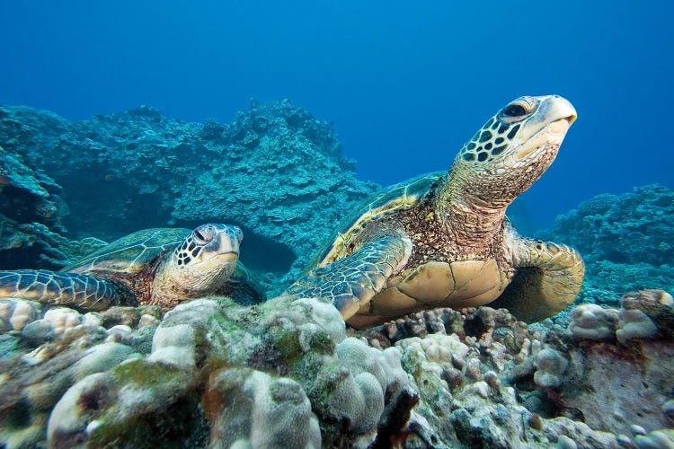 A Pair Of Endangered Green Sea Turtles, Chelonia Mydas, Hawaii