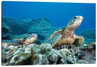 A Pair Of Endangered Green Sea Turtles, Chelonia Mydas, Hawaii Canvas Art Print - David Fleetham