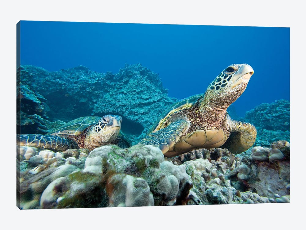A Pair Of Endangered Green Sea Turtles, Chelonia Mydas, Hawaii by David Fleetham 1-piece Canvas Art Print