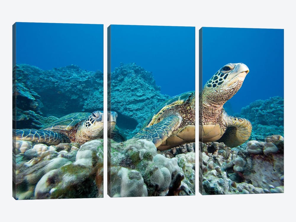 A Pair Of Endangered Green Sea Turtles, Chelonia Mydas, Hawaii by David Fleetham 3-piece Art Print