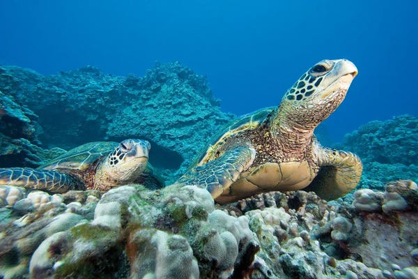 David Fleetham: A Pair Of Endangered Green Sea Turtles, Chelonia Mydas, Hawaii by David Fleetham