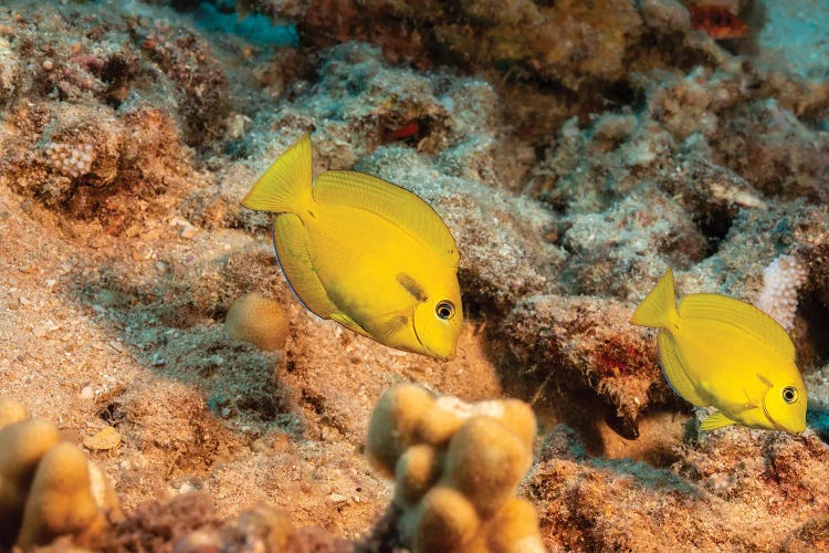 A Pair Of Juvenile Orange-Band Surgeonfish, Acanthurus Olivaceus, Hawaii