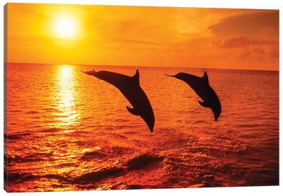A Pair Of Atlantic Bottlenose Dolphin Leap Into A Caribbean Sunset Canvas Art Print