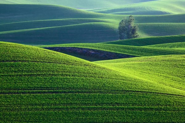 Washington: Rolling Hills, Palouse, Washington, USA by Dennis Flaherty