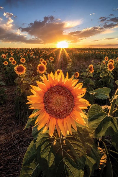 Daniel Forster - Canvas Prints: Sunset Sky Over Sunset Flower Field In Colorado by Daniel Forster