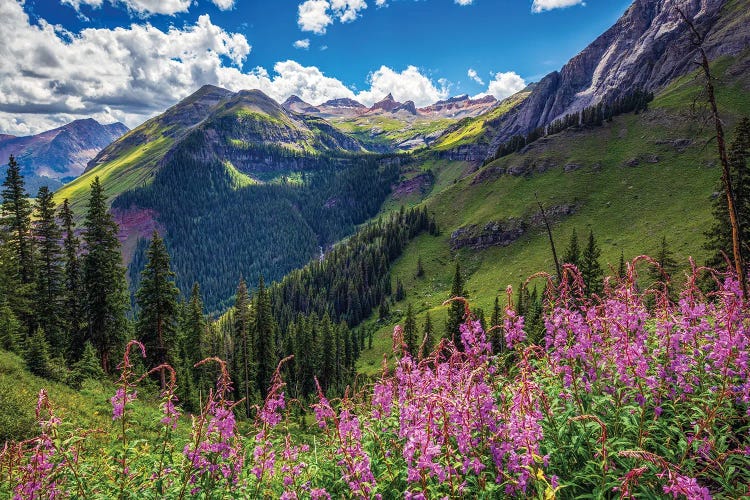 San Juan Mountain Wildflowers Landscape - Ice Lakes Basin Summer Scenery