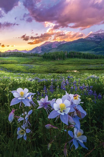Daniel Forster - Canvas Prints: Columbine Wildflower Sunset - Crested Butte Colorado by Daniel Forster