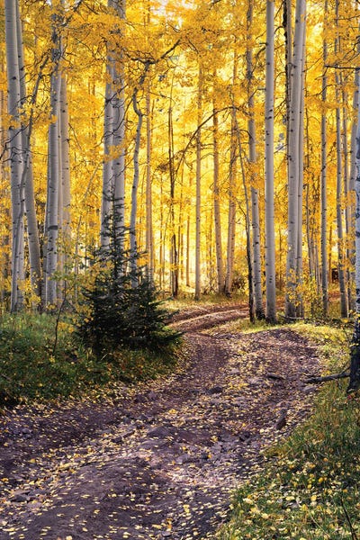 Fine Art Print: Autumn Aspen Forest Road - Colorado Fall Colors by Daniel Forster