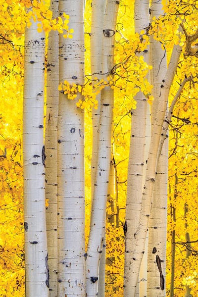 Daniel Forster: Fall Colors Aspen Forest - Colorado Autumn Nature Photo by Daniel Forster