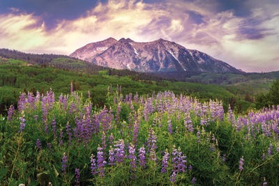 Daniel Forster - Canvas Prints: Colorado Wildflowers Summer Landscape - Kebler Pass Lupine Flowers by Daniel Forster