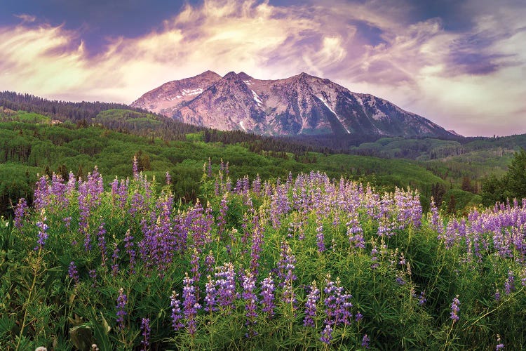 Colorado Wildflowers Summer Landscape - Kebler Pass Lupine Flowers