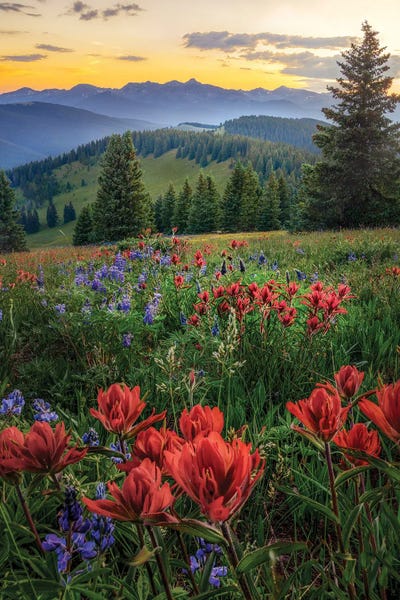 Summer Wildflower Landscape - White River National Forest Colorado Sunset
