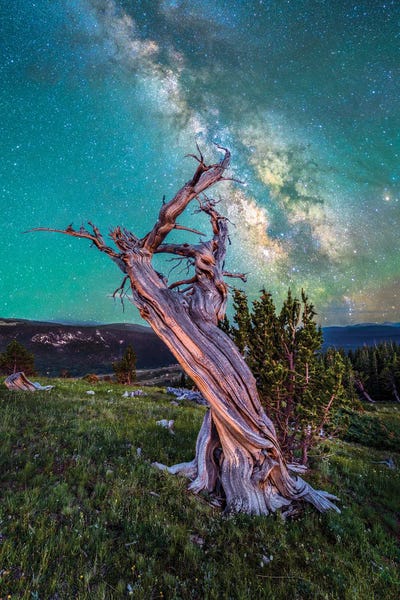 Colorado: Milky Way Night Sky Over Ancient Bristlecone Pine Tree In Colorado by Daniel Forster