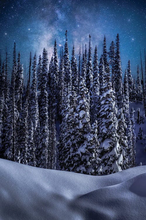 Daniel Forster: Night Sky Winter Forest In Colorado Along Wolf Creek Pass by Daniel Forster