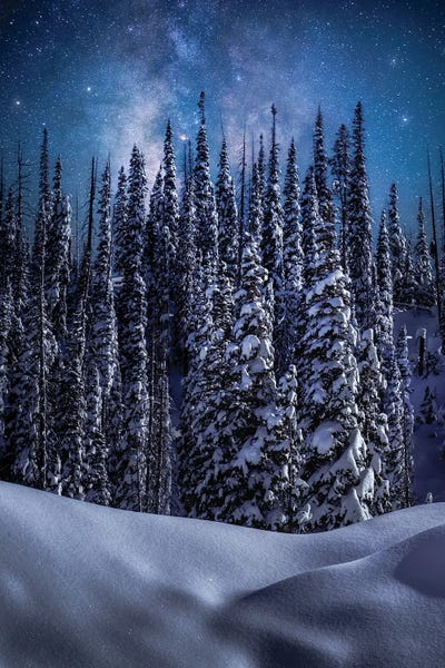 Night Sky Winter Forest In Colorado Along Wolf Creek Pass