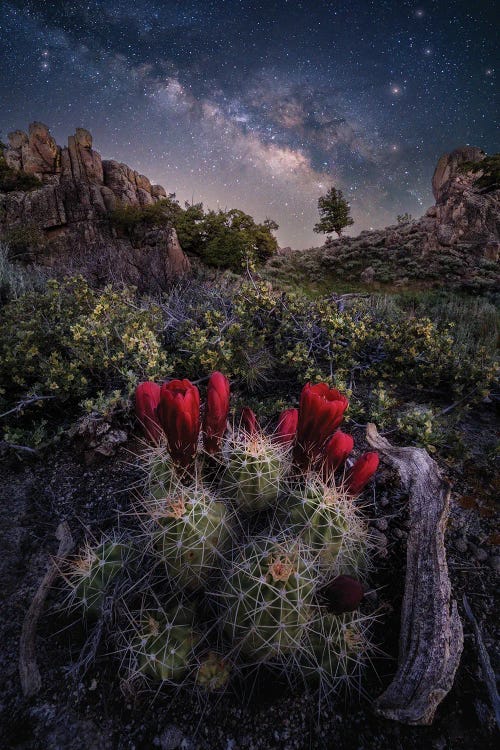 Colorado Nightscape - Claret Cup Cactus With Milky Way Galaxy Night Sky