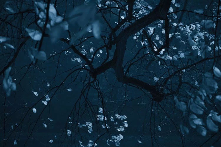 Fall Night by Dorit Fuhg wall art