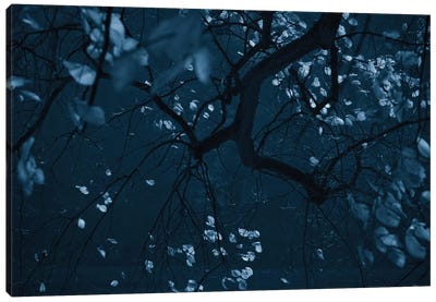 Fall Night Canvas Art Print - Tree Close-Up Art